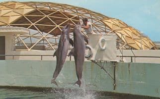 Porpoise Double Jump Boat At Miami Florida Dolphin Postcard