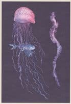 Portuguese Man Of O' War Atlantic Ocean Fish Painting Postcard
