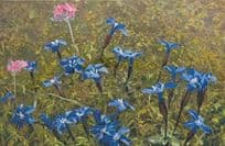 Primula Farinosa Gentiana Verna Vintage Flower Postcard