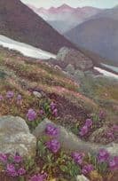 Primula Glutinosa Minima Vintage Flower Postcard