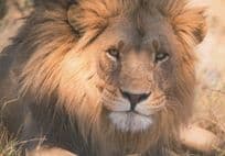 Proud Lion Giant Cat Smug King Manner German Comic Postcard