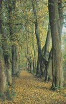 Pskov Pushkin Memorial Zone Anne Kern Walk Russian Postcard