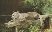 Puma Cat at Colchester Zoo 1970s Postcard