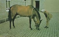 Queen Elizabeth II The World Of Horses Postcard