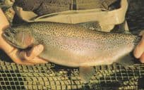 Rainbow Trout Fishing Cirencester Gloucester Postcard
