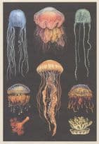 Rare Jellyfish incl Box Loris Mane Longslayer Sea Nettle Flower Hat Postcard