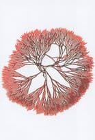 Rare Red Seaweed Scinaia Forcelleta London Museum Postcard