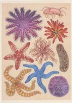 Rare Starfish Crown Of Thorns Sea Pig Red Slate Pencil Knobbed Fish Painting Postcard