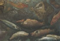 Red Rainbow Trout Gurnet Golden Carp Mackerel Turbot Still Life Food Postcard
