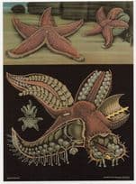 Red Starfish Aquarium Sealife Old School Wall Chart Postcard