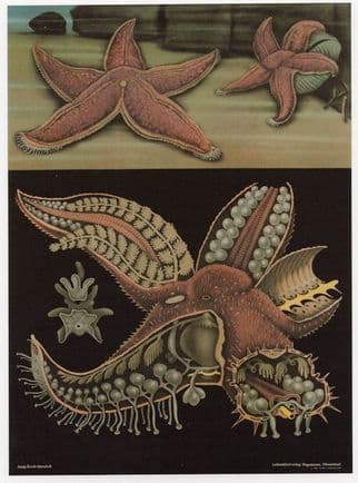 Red Starfish Aquarium Sealife Old School Wall Chart Postcard