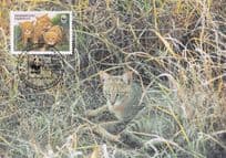 Reed Cat Tajikistan WWF Ltd Edn Stamp First Day Cover Postcard