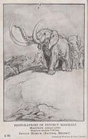 Restoration Of Extinct Mural Mammals Animal Animals London Museum Old Postcard