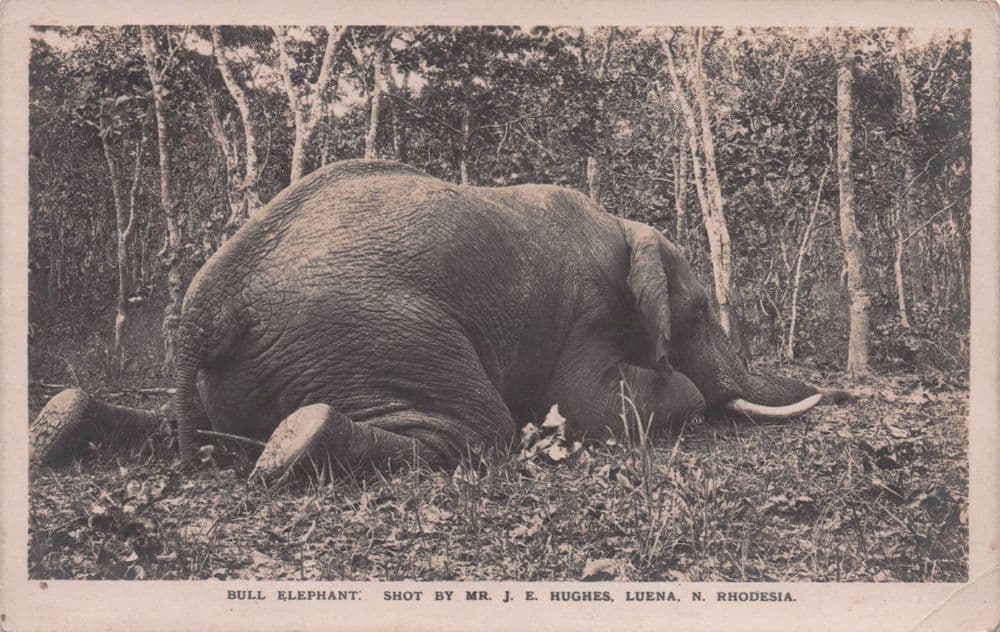 Rhodesia Elephant Shooting Antique African Hunting Old Postcard