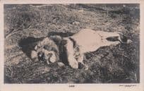 Rhodesia Giant Lion Killed Antique African Animal Hunting Postcard