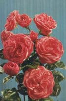 Rose Nymph 1953 Ireland Roses Unusual Rare Flowers Postcard