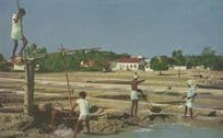 Salt Makers Of Covelong Fishing Indian Village Postcard