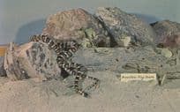 San Bernardino Mountain King Snake Postcard