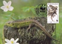 Sand Lizard Zauneidesche Belgium Belgie Reptile WWF Stamp FDC Postcard