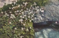 Saxifraga Stellaris Vintage Flower Postcard