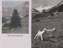 Schermtanne Adelboden Farm Cattle 2x Old Rare Switzerland Postcard s