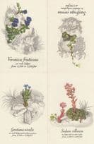 Scottish Rock Ledges Bogs Flowers 4x 1970s Postcard s