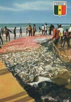 Senegal Fishermen Fishing Nets Captured Fish African Postcard