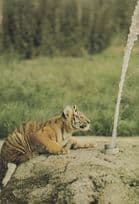 Siberian Tiger Cup at Marwell Zoo Hampshire Postcard