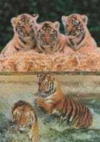 Siberian Tigers & Baby Cubs Hampshire Marwell Zoological Park 2 Postcard s