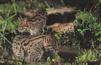 Singapore Asian Fishing Cat At Night Postcard