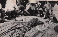 Singapore Snake Cut Open With Deer Inside Antique Hunting Old EX Postcard