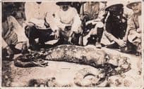 Singapore Snake Cut Open With Deer Inside Antique Hunting Worn Postcard