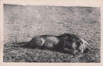 Slaughtered Lion Animal Hunting Old Portugal Postcard