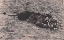 Slaughtered Lion Animal Hunting Rhodesia African Old Postcard