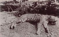 Slaughtered Tiger WW1 1914 Animal Hunting Real Photo Postcard