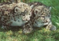 Snow Leopard Cubs at Marwell Zoological Park Postcard