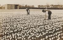 Spalding Men Working Among Tulips WW1 Lincs Wartime RPC Postcard