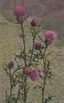 Spear Plume Thistle Carduus Lanceolatus Vintage Flower Postcard