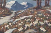 Spring Crocus on Moutain Hills Albifflorus Kit Vintage Flower Postcard