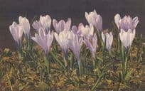 Spring Crocus Vintage Flower Postcard