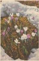 Spring Crocus Vintage Flowers Postcard
