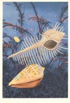 SS Oriana 1964 Rock Shell Fish Cruise Ship Menu