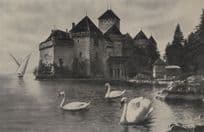 Swans on Lac Leman Switzerland Swiss Old Postcard
