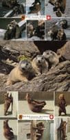 Swiss Bear Grizzly Switzerland Marmots 3x Postcard s