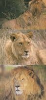 Tanzania Lions 3x Rare Lion Postcard s