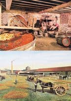 Tarrington Cider Making Cheese From Fruit Hereford 2x Postcard