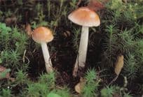 Tawny Grisette Toadstall Mushroom British Museum 1980s Postcard