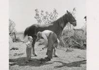 Teaching Shoeing A Horse Circa WW2 Award Photo Postcard