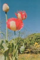 Thai Opium Flower Illegally Planted Thailand 1980s Rare Postcard