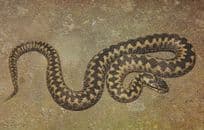 The Adder Snake 1970s Postcard